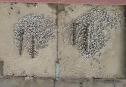 Kuzuların anneleri ile buluşması dron kamerasında