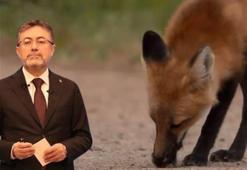 Bakan Yumaklı: 2024'te doğaya 3 milyon 850 bin doz aşılı yem bırakıldı