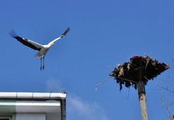 Eğilen direği onarıp, leyleğe yeni yuva yaptılar