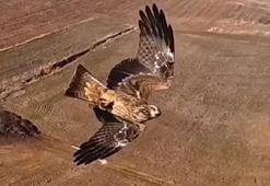 Kızıl şahinlerin dronla mücadelesi kamerada