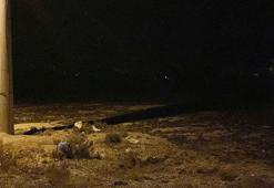 2 yaşındaki Rana, sokak köpeklerinin saldırısında öldü