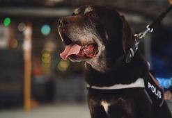 Ankara Emniyeti'nin 11 yıllık narkotik köpeği 'Toma', emekli oldu
