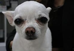 Horlamasıyla sahibini uyutmayan ‘Mini’, ameliyatla sağlığına kavuştu