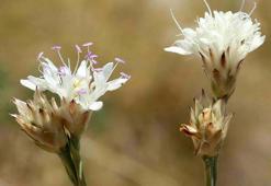 Antalya'da yeni endemik bitki keşfi