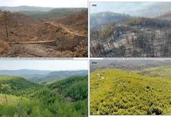 16 yıl önce yanan 200 hektar alanda dikilen fidanlar ağaç oldu
