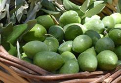 Aydın Memecik Zeytini'ne AB tescili