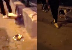 Köpek gezdirirken sokak kedisini tekmeleyen şüpheli tutuklandı
