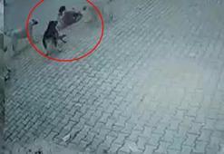 Berrak, sokak köpeklerinin saldırısında yaralandı; o anlar kamerada