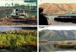 Muğla'da 2 bin hektara alana dikilen fidanlar ağaç oldu