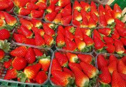 Silifke çileği Rusya yolcusu