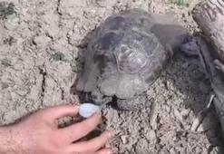 Ormanda bitkin düşen kaplumbağaya su içirdiler