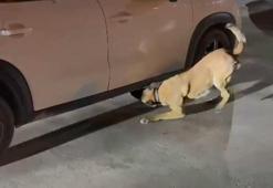 Durdurulan araçtaki 86 kilo uyuşturucuyu Hektor buldu