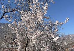 Yüksekova'da 1 metre kar, Derecik'te bahar