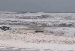 Avustralya'da köpük ve ölü balık alarmı: 2 plaj kapatıldı