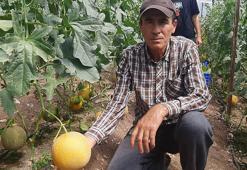 'Bu mevsimde olmaz' diyenlere aldırmadı, kışın serada kavun yetiştirdi