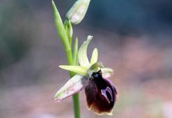 Kemer'de orkide mevsimi başladı; koparmanın cezası 557 bin 212 TL