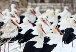 Leylekler, karlı arazide mola verdi