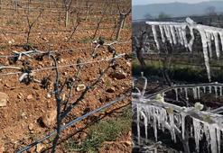 Manisa'da üzüm bağlarını don vurdu