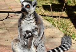 Antalya Doğal Yaşam Parkı'nda 3 lemur yavrusu dünyaya geldi