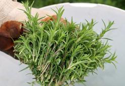 Hatay'da zahter hasadı başladı; kilosu 270 lira