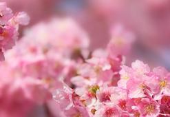 Tokyo’da kiraz çiçekleri açmaya başladı