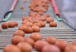 Sofralık yumurta ihracatına uygulanan fon kesintisi 1,5 dolara yükseltildi