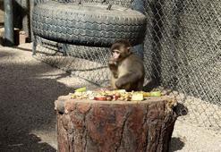 Maymun 'Fıstık', yeni ailesine kabul edildi