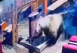 Camları kırıp restorana giren ayı, masaları devirip kaçtı; o anlar kamerada