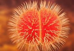 Moğolistan'da ikinci menenjit vakası bildirildi