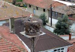 Leylekler Leyla ile Mecnun, Tekirdağ'daki yuvalarına geldi