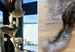 Dünyanın en uzun kuyruklu kedisi, Guinness Rekorlar Kitabı'na girdi