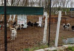Edirne’de sokak hayvanları için 72 dönümlük ‘doğal yaşam alanı’ oluşturuluyor
