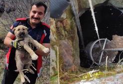 Kuyuya düşen yavru köpek, itfaiye tarafından kurtarıldı
