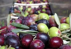 'Sofralık zeytinde dünya birincisi, zeytinyağında ikinci olduk'