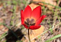 Lalenin atası Türk lalesi