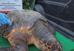 2025'te 1183 yaban hayvanı, tedavi edilerek doğaya bırakıldı