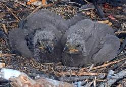 Güney California’daki kartal yavrularının isimleri açıklandı