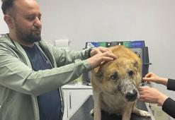 Tatarcık sineğinin ısırdığı 'Murphy' 7 yıldır tedavi görüyor