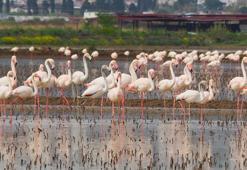 Söke Ovası'nda suyla dolan tarlalar, gelen flamingolarla renklendi