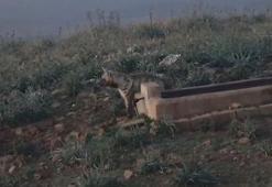 Hatay'da nesli tükenme tehlikesinde olan çizgili sırtlan görüntülendi