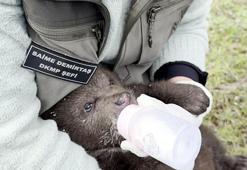 Ormanda bulunan yavru ayı 'Bulut'a özel bakım