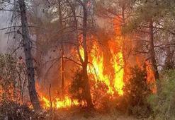 Nepal’de orman yangını: 4 kişi hayatını kaybetti