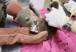 Ormanda yorgun halde bulunan yavru boz ayı tedaviye alındı; 'Bulut' ismi verildi