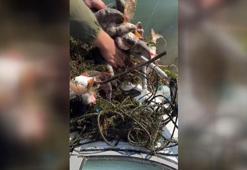 Sapanca Gölü'nde balıkçılar, 'hayalet' ağlara takılmış binlerce ölü balık buldu