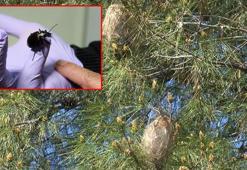 Çam kese böcekleri ile biyolojik mücadele