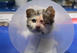 Sol gözü ampute edilen kedi, sahiplenilmeyi bekliyor