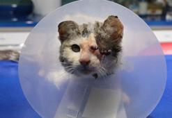 Sol gözü ampute edilen kedi, sahiplenilmeyi bekliyor