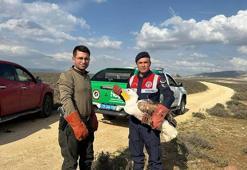 Yaralı pelikan, jandarmanın dikkati ile kurtuldu