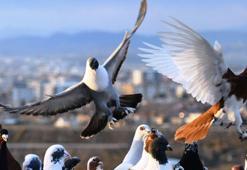 Dedesinin hobisiydi; evinin çatısında 300 güvercine bakıyor