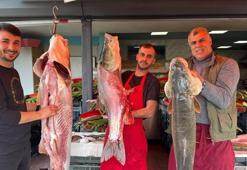 Munzur Çayı'nda biri 100 kiloluk 3 turna balığı yakaladı